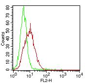 Mouse Monoclonal Antibody To N-Cadherin (Clone:  8C11)